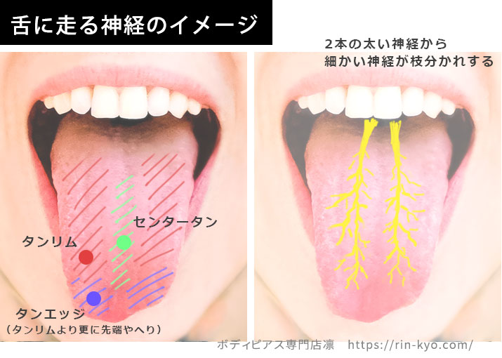 舌ピアスを開けると痛いのか？二本の神経イメージ画像